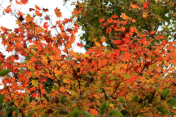 紅葉
